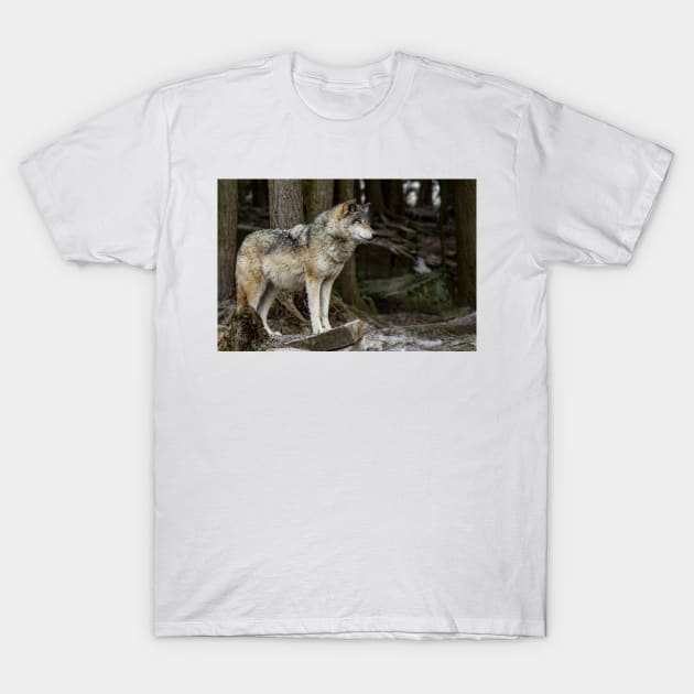 Eastern Gray Wolf T-Shirt by jaydee1400